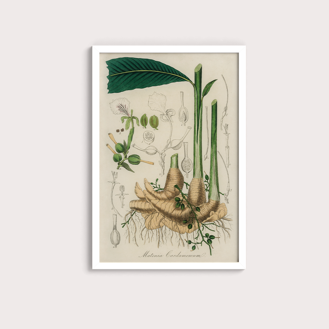 Cardamomo Vintage
