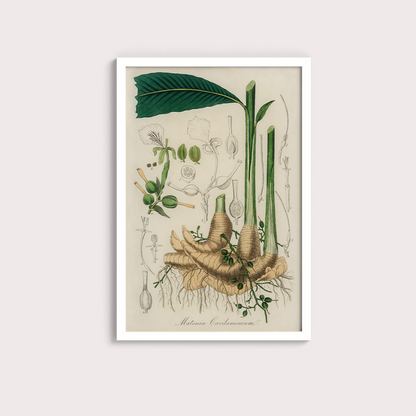 Cardamomo Vintage