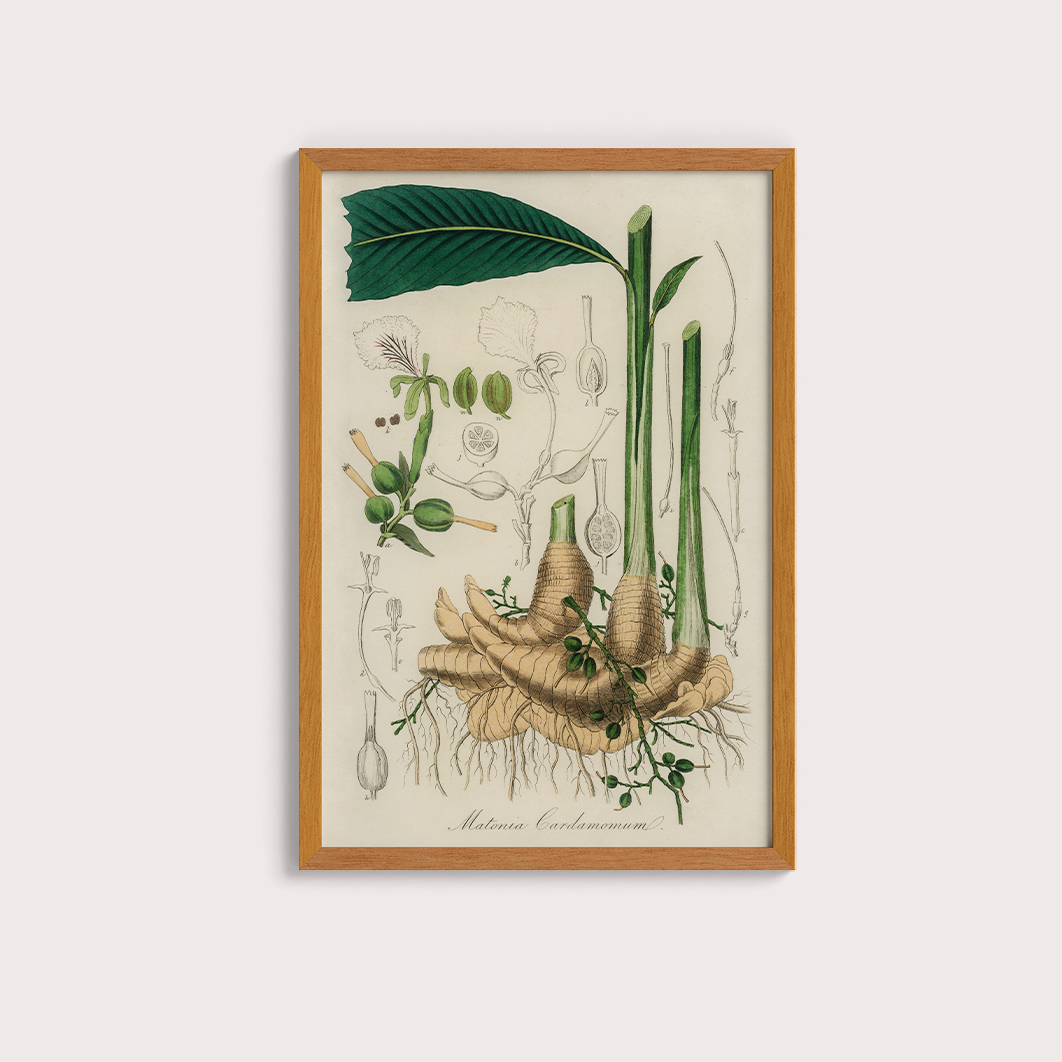 Cardamomo Vintage