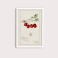 Cranberry Vintage