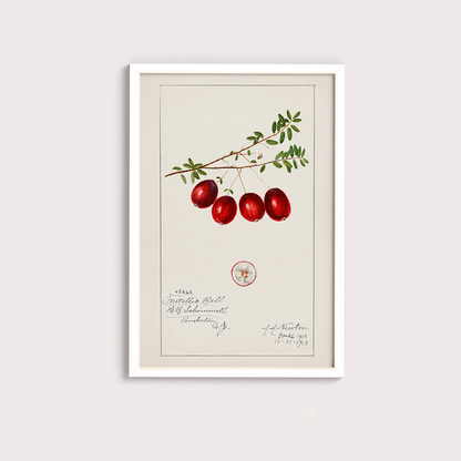Cranberry Vintage