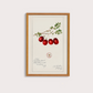 Cranberry Vintage
