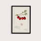 Cranberry Vintage