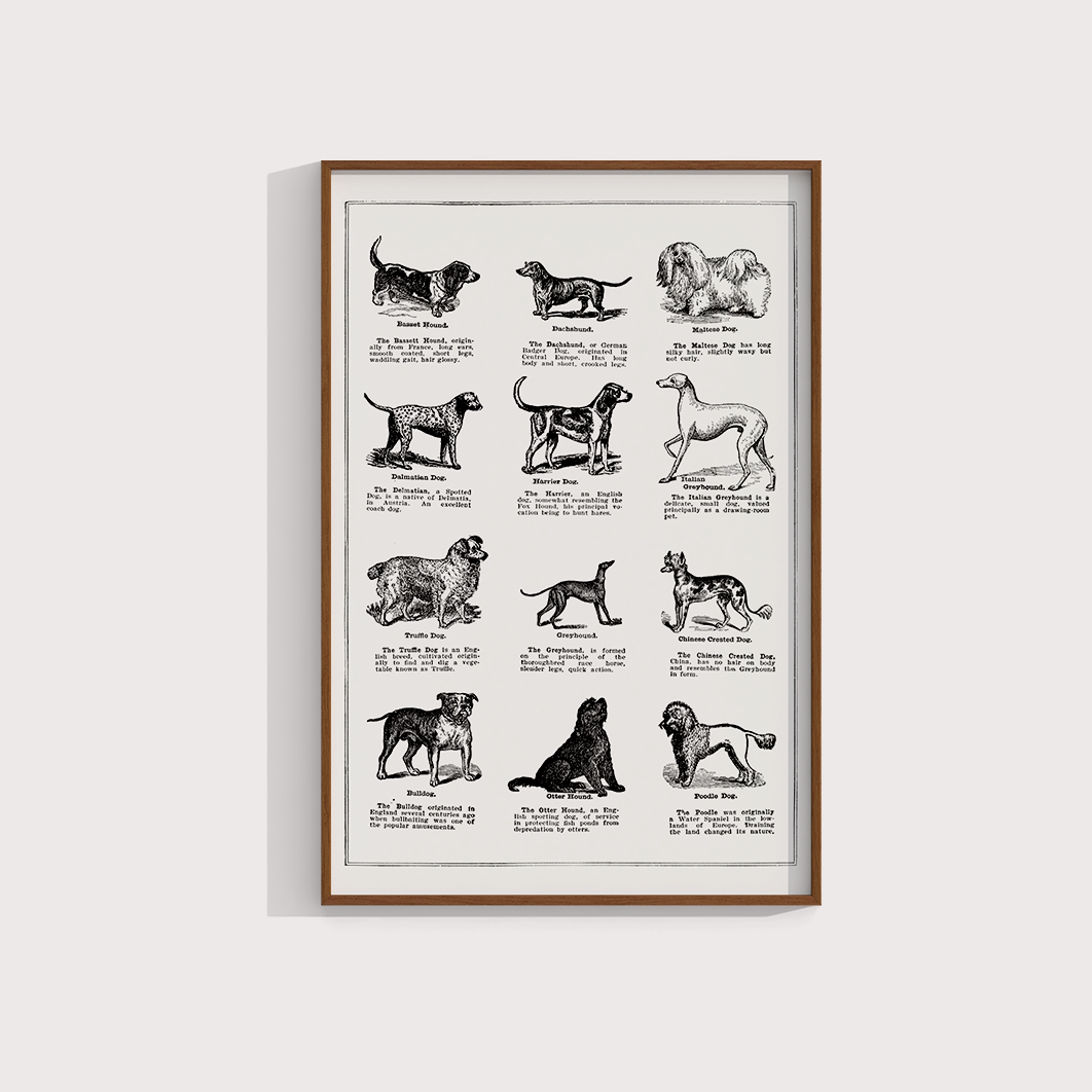 Vintage Dogs - LARTESTUDIO
