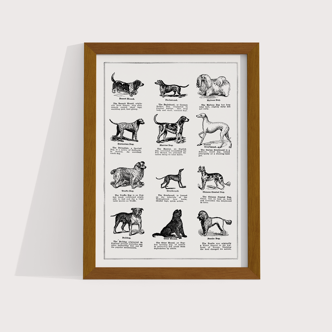 Vintage Dogs - LARTESTUDIO