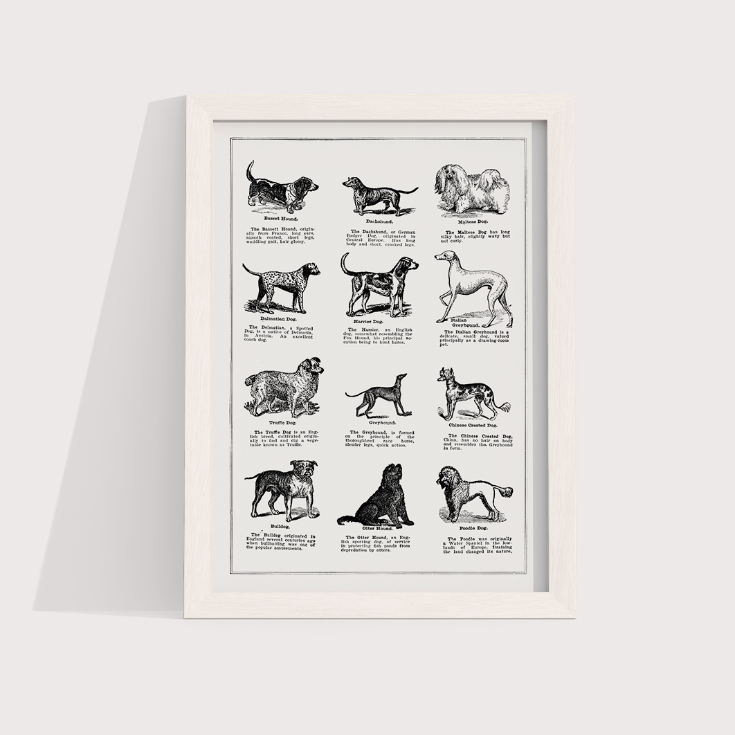 Vintage Dogs - LARTESTUDIO