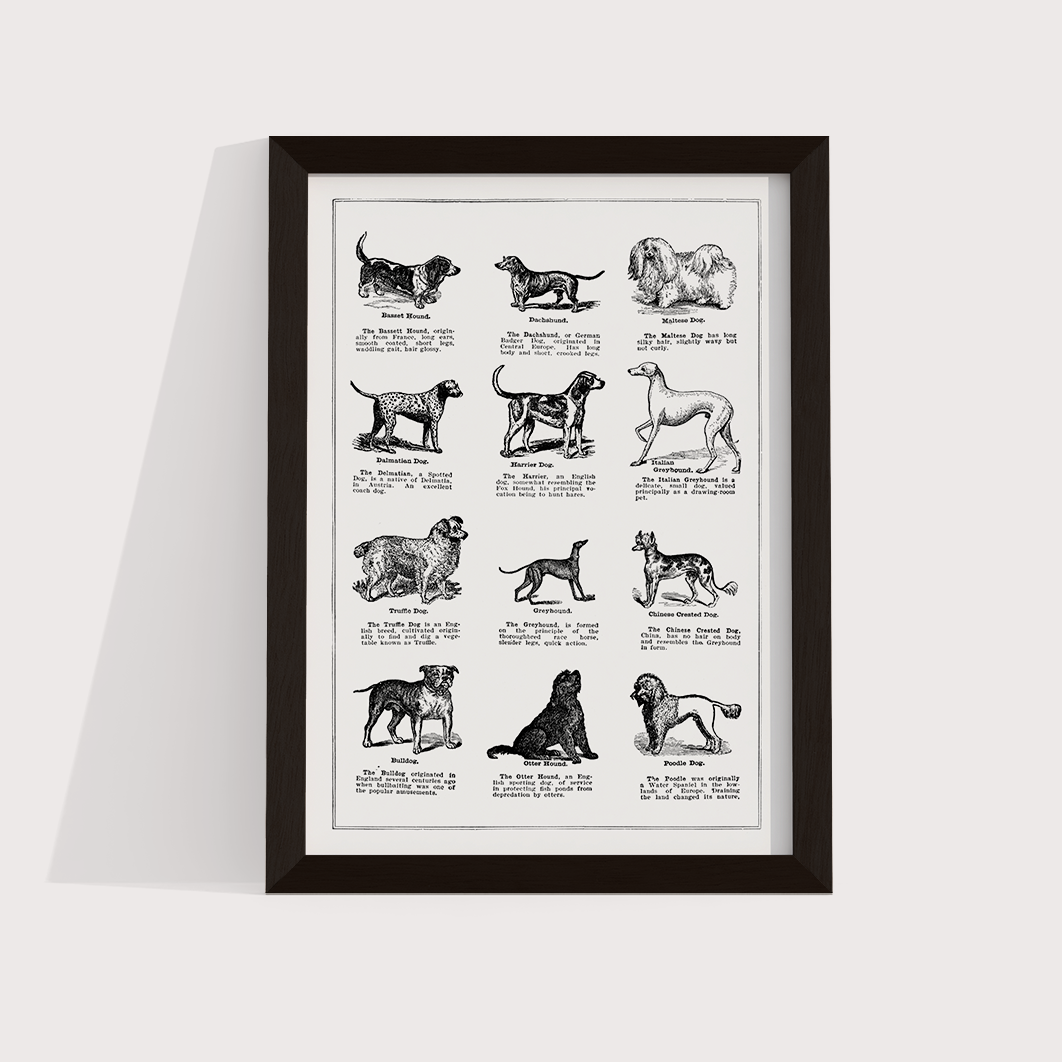 Vintage Dogs - LARTESTUDIO