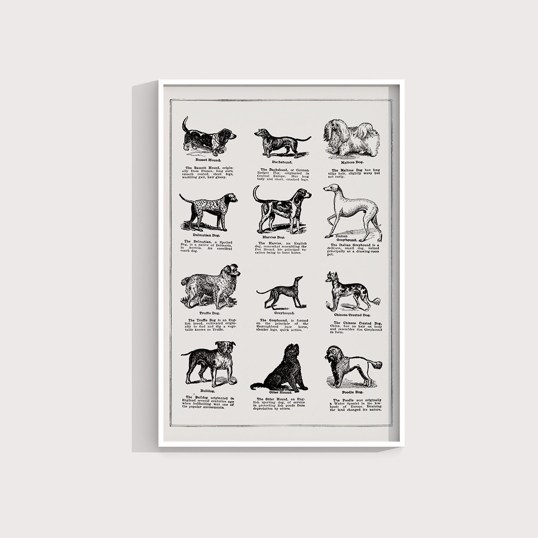 Vintage Dogs - LARTESTUDIO