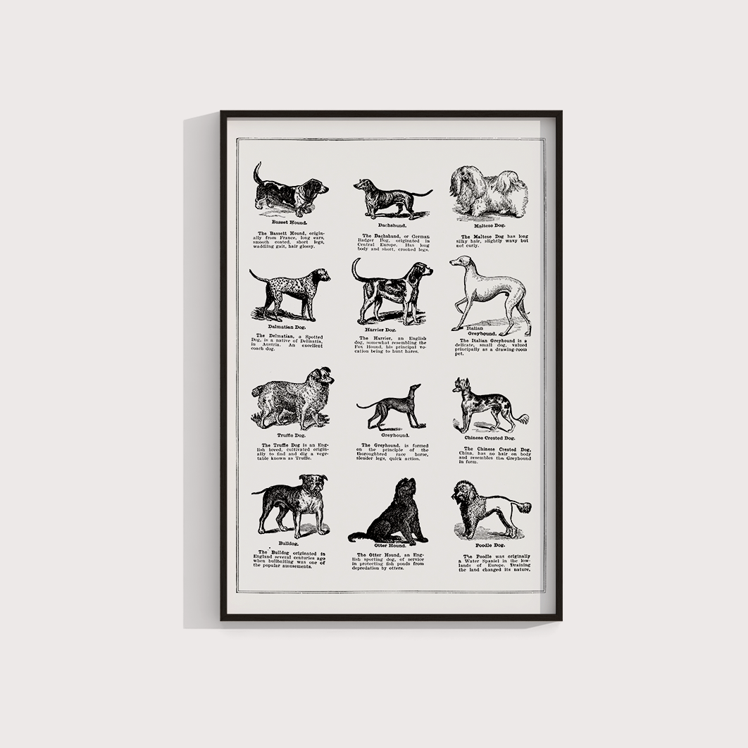 Vintage Dogs - LARTESTUDIO