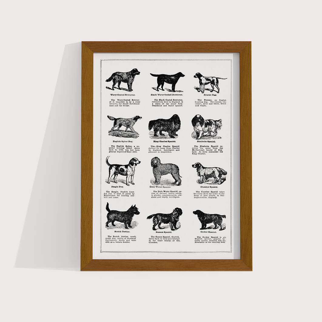 Vintage Dogs II - LARTESTUDIO