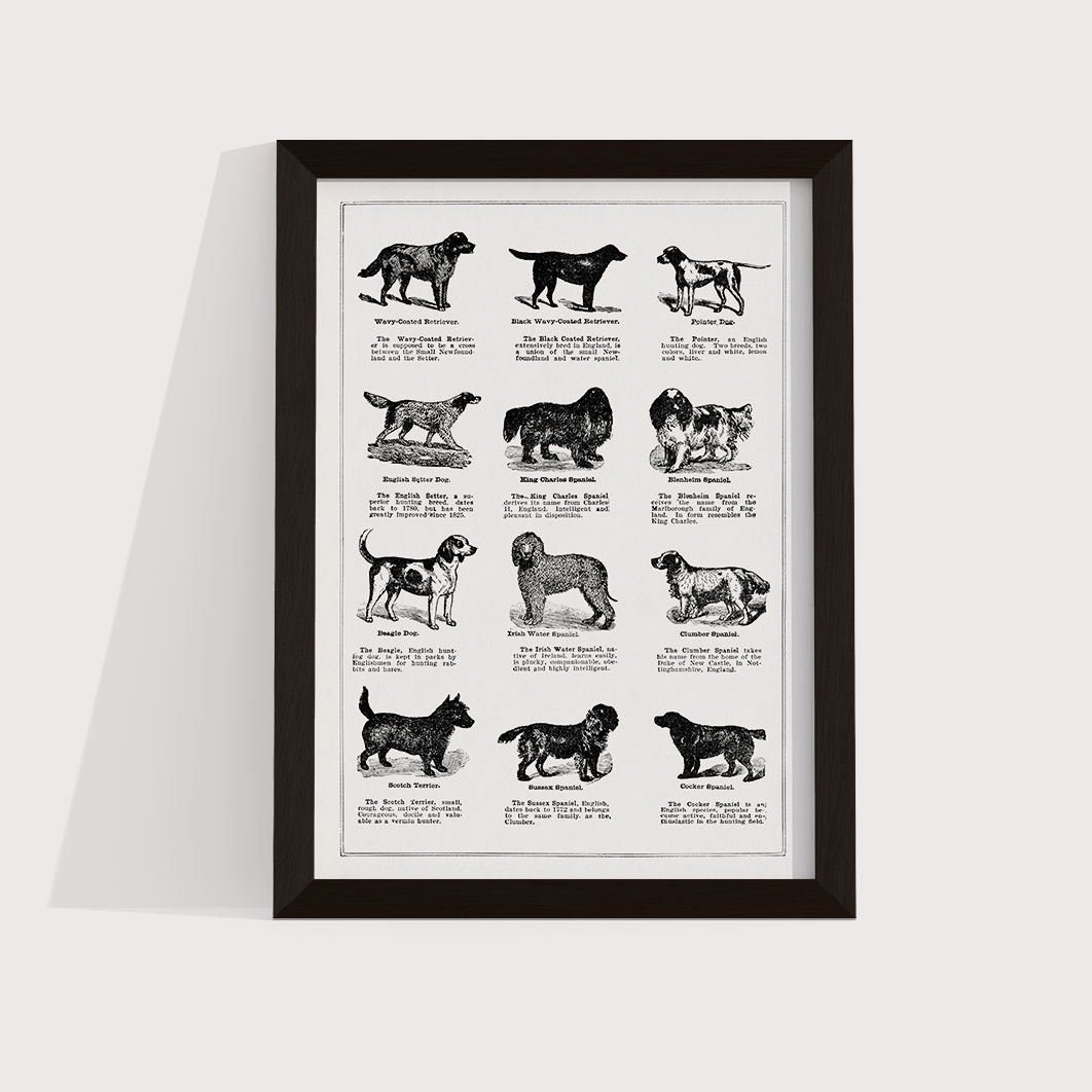 Vintage Dogs II - LARTESTUDIO