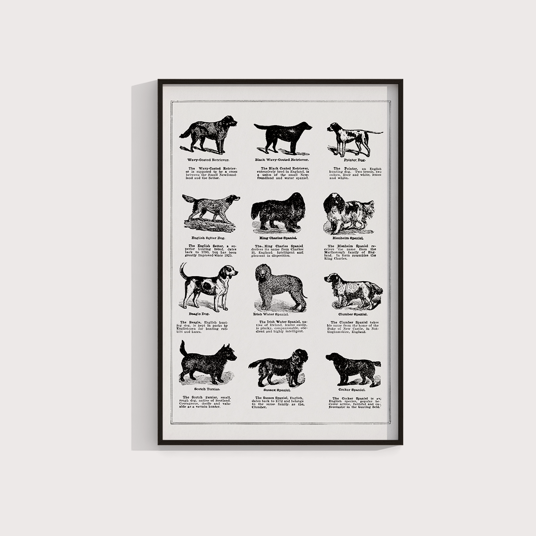 Vintage Dogs II - LARTESTUDIO