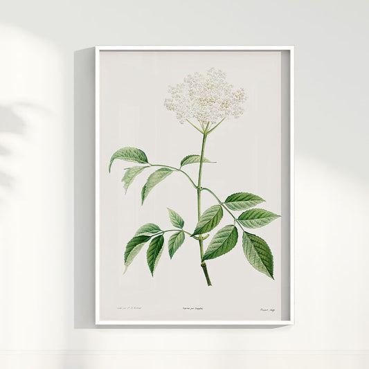 Quadro Floral Vintage - Elderflower
