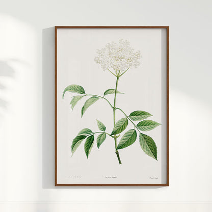 Quadro Floral Vintage - Elderflower