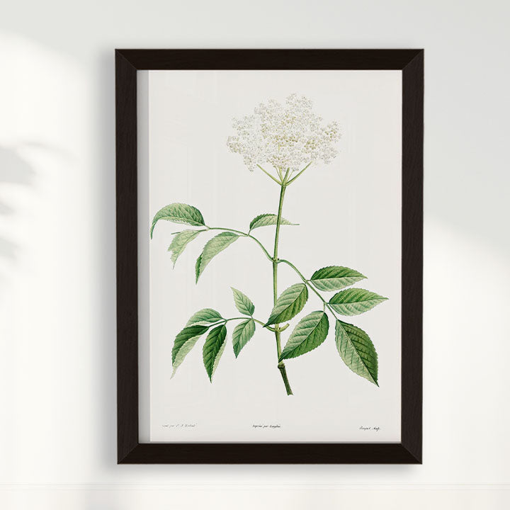 Quadro Floral Vintage - Elderflower