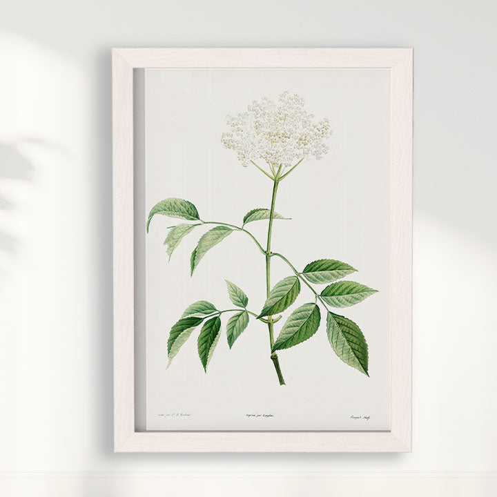 Quadro Floral Vintage - Elderflower