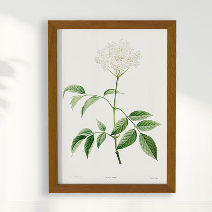 Quadro Floral Vintage - Elderflower