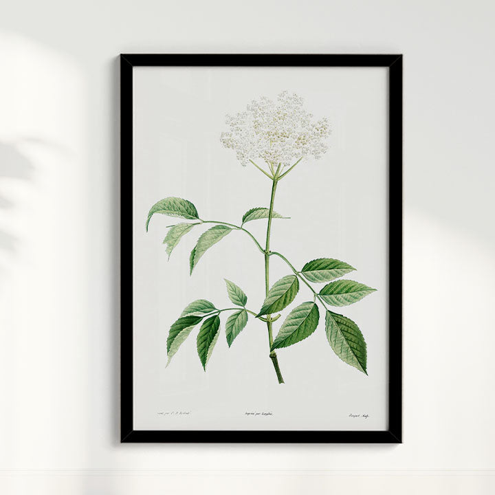 Quadro Floral Vintage - Elderflower