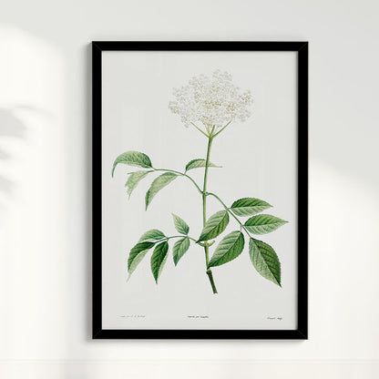 Quadro Floral Vintage - Elderflower