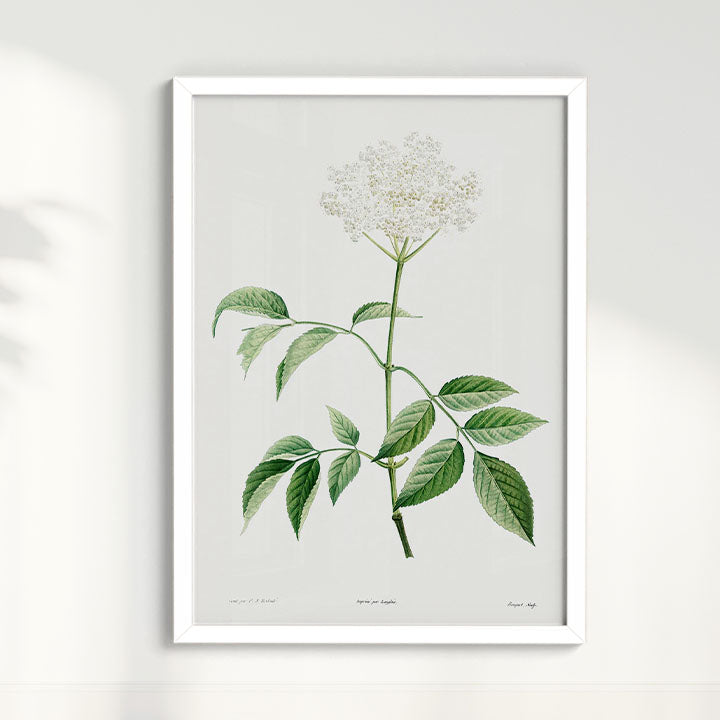 Quadro Floral Vintage - Elderflower