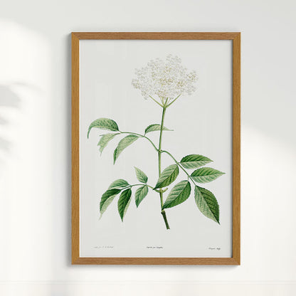 Quadro Floral Vintage - Elderflower