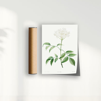 Quadro Floral Vintage - Elderflower