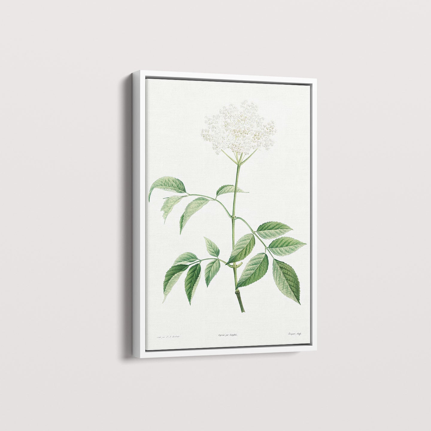 Quadro Floral Vintage - Elderflower
