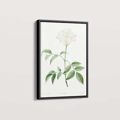 Quadro Floral Vintage - Elderflower