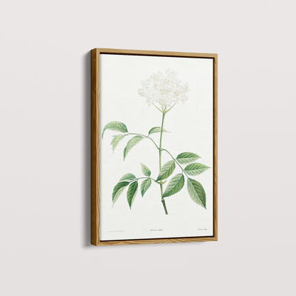 Quadro Floral Vintage - Elderflower