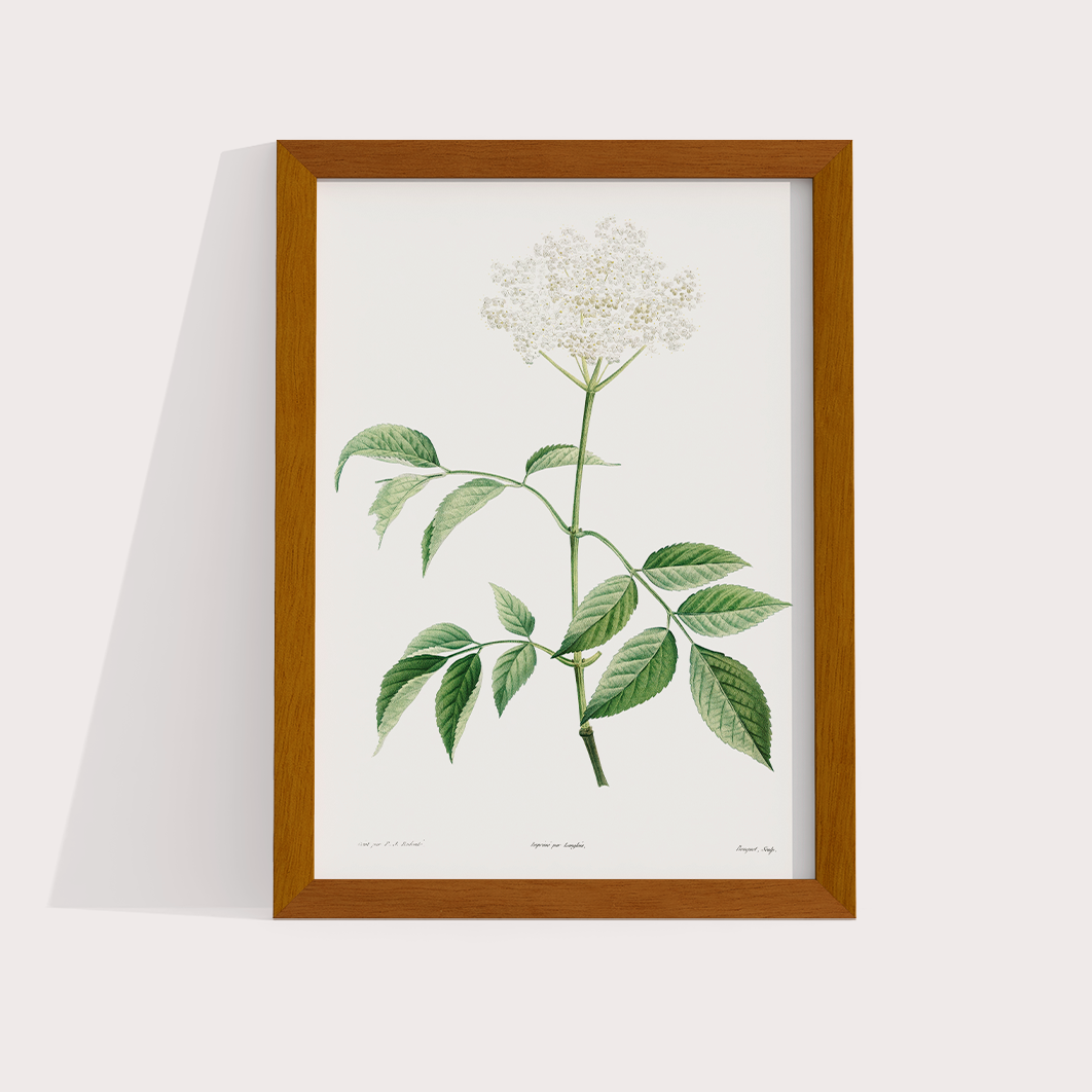 Composição White Flowers