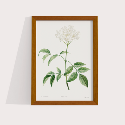 Composição White Flowers
