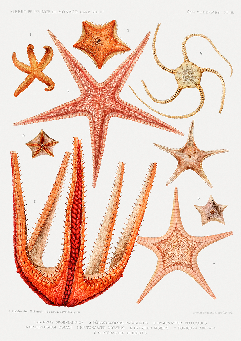 Estrelas do Mar Vintage