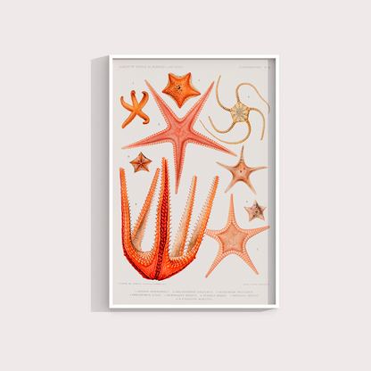 Estrelas do Mar Vintage