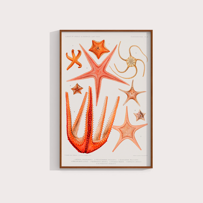 Estrelas do Mar Vintage