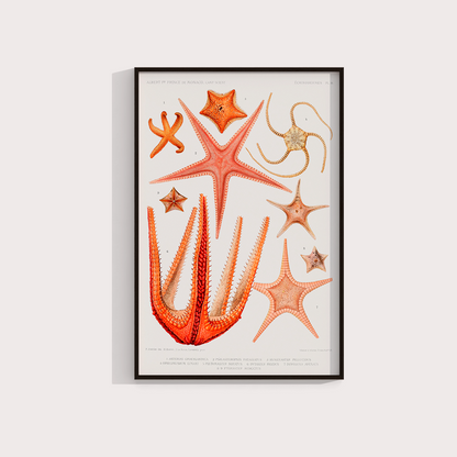 Estrelas do Mar Vintage