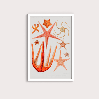 Estrelas do Mar Vintage