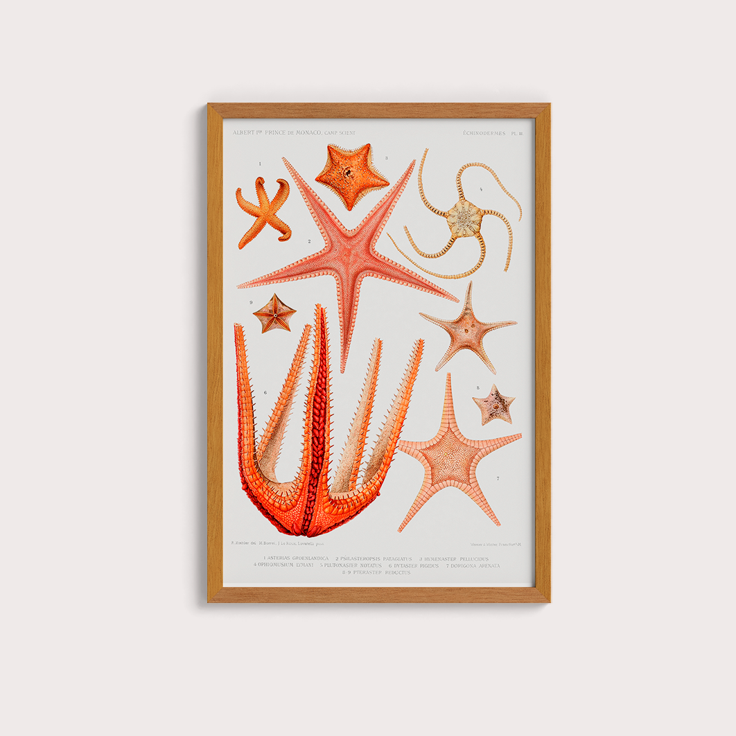 Estrelas do Mar Vintage