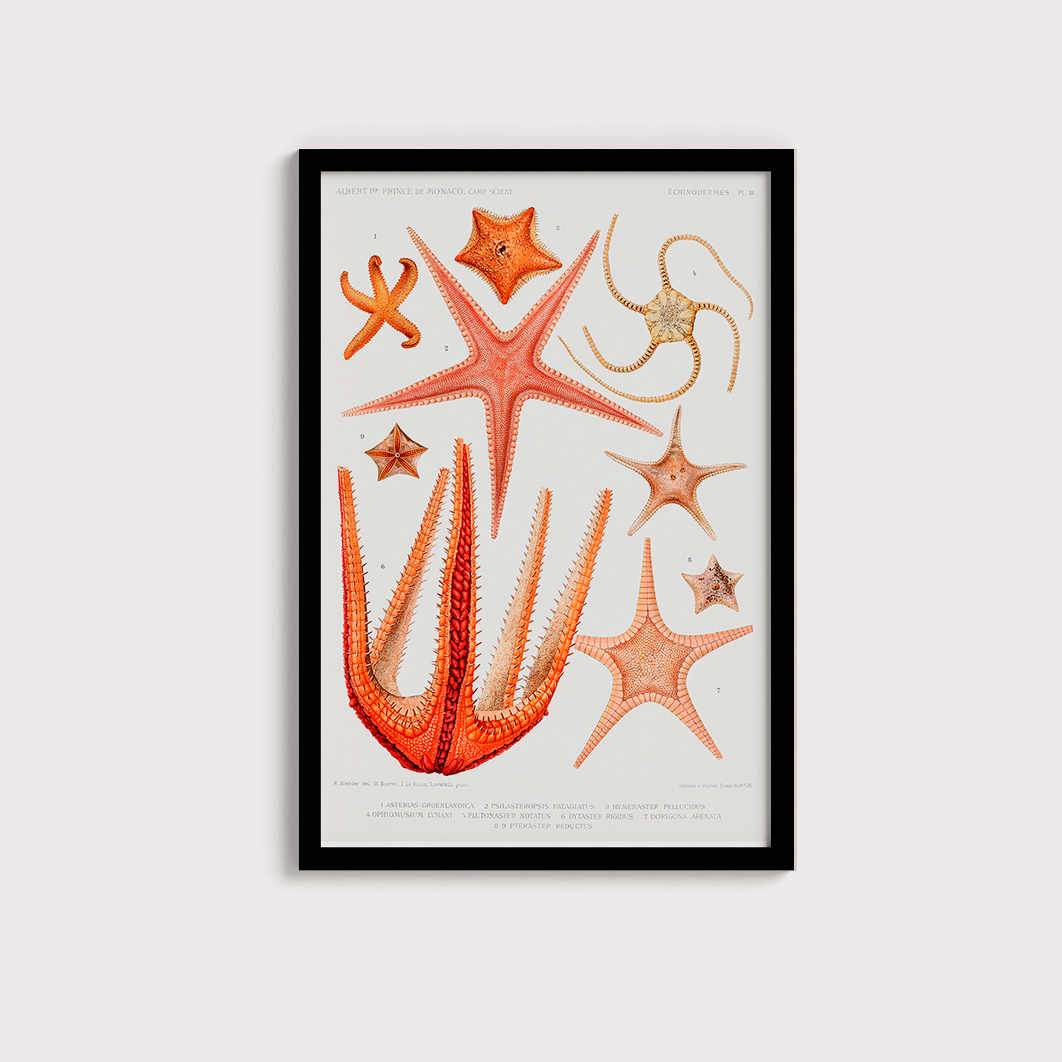 Estrelas do Mar Vintage