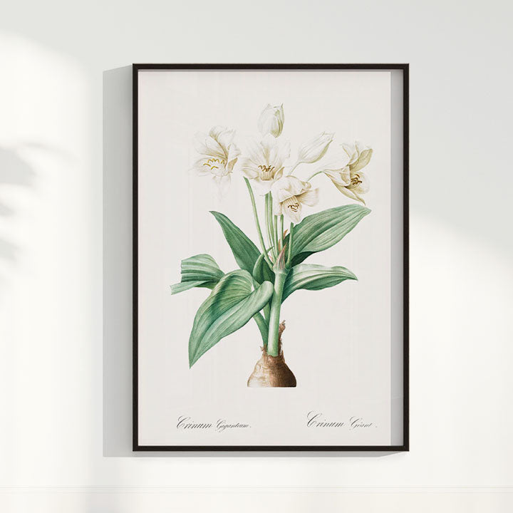 Quadro Floral Vintage - Crinum