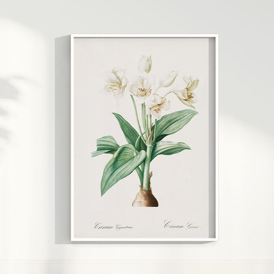 Quadro Floral Vintage - Crinum