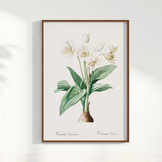 Quadro Floral Vintage - Crinum