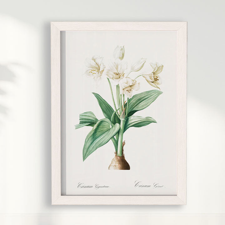 Quadro Floral Vintage - Crinum