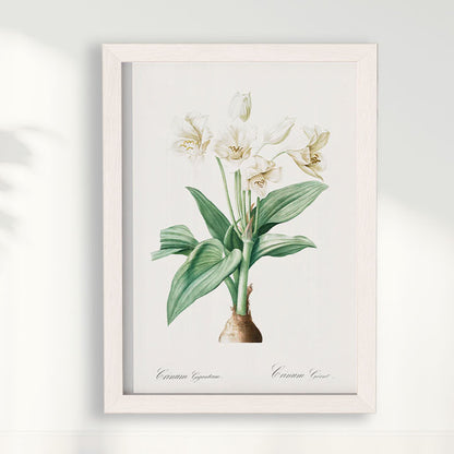 Quadro Floral Vintage - Crinum