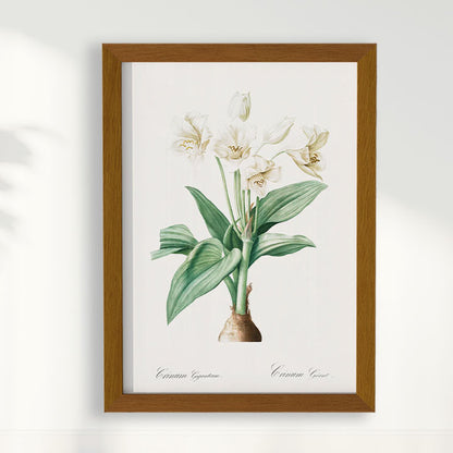Quadro Floral Vintage - Crinum