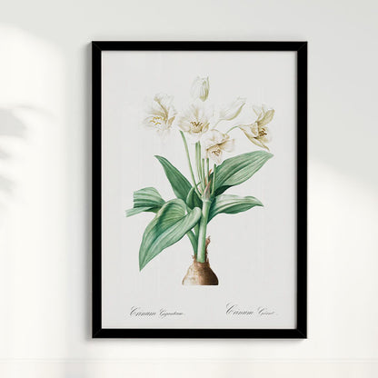 Quadro Floral Vintage - Crinum