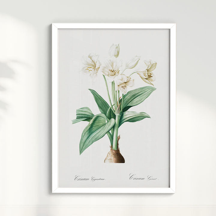 Quadro Floral Vintage - Crinum