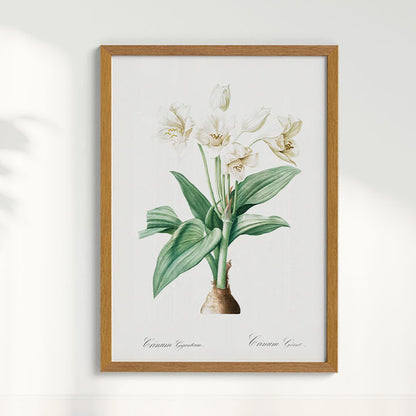 Quadro Floral Vintage - Crinum