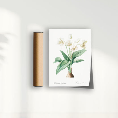 Quadro Floral Vintage - Crinum