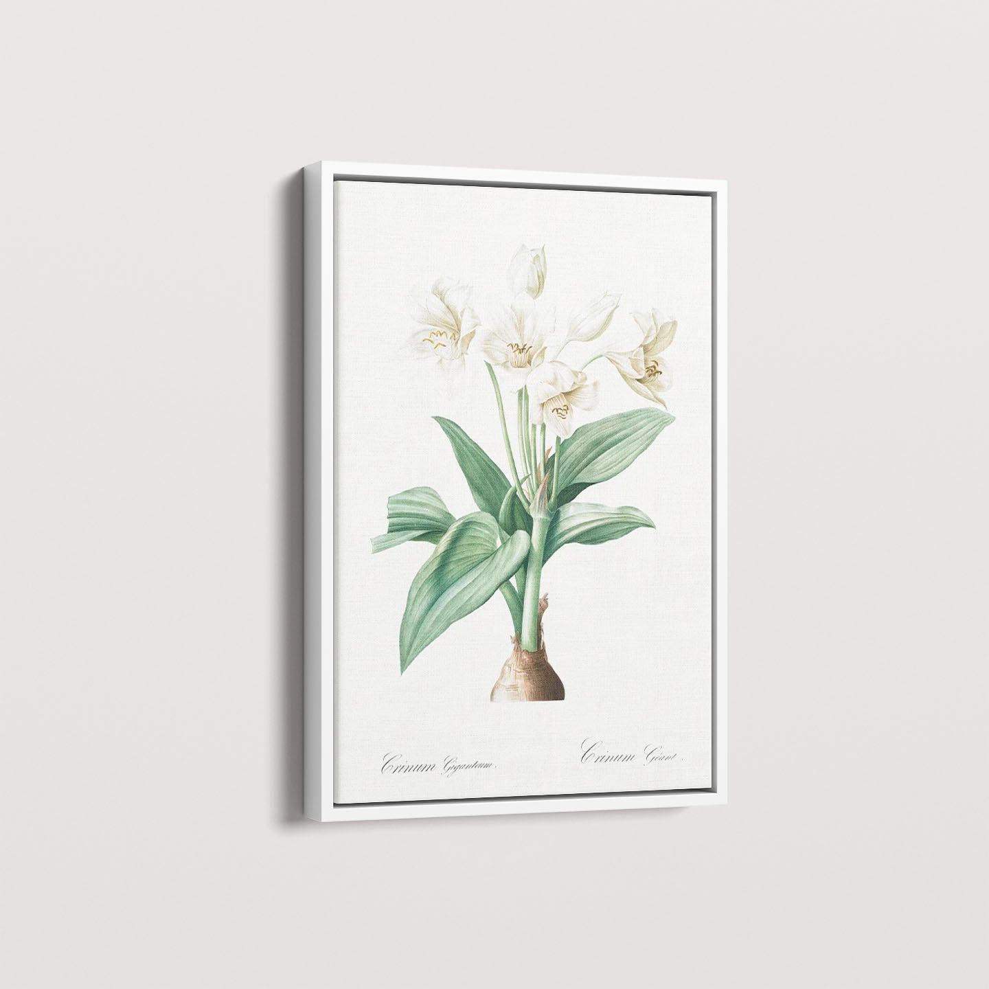 Quadro Floral Vintage - Crinum