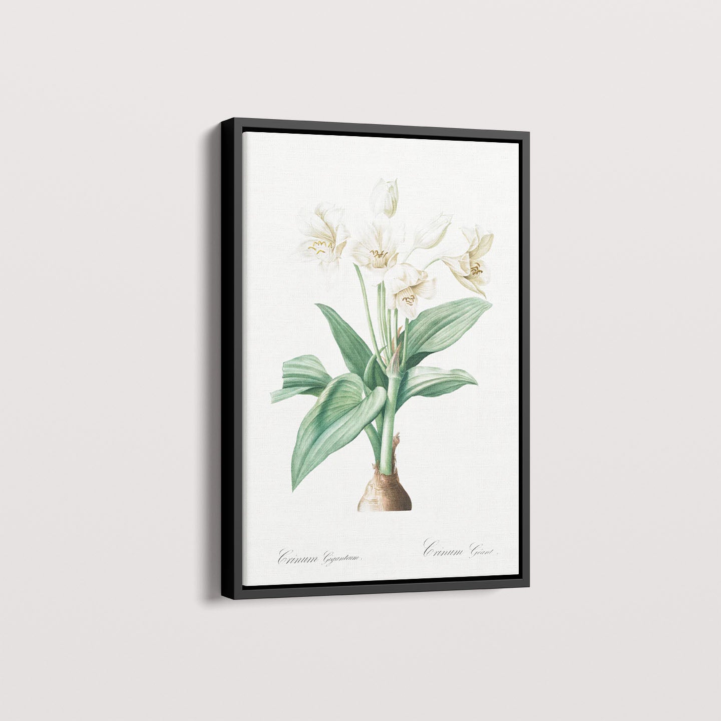 Quadro Floral Vintage - Crinum